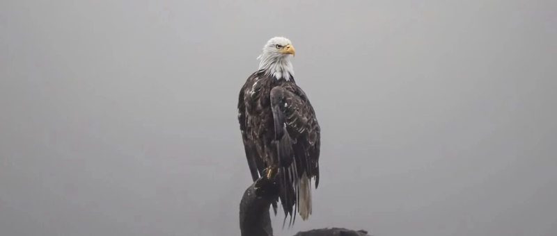 普通人唯一的出路：专注做事-AI Express News