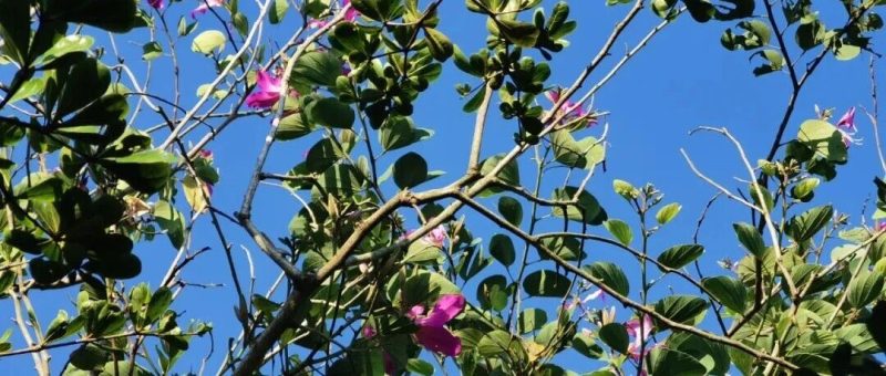 我不敢说我上课的困境。。。-AI Express News