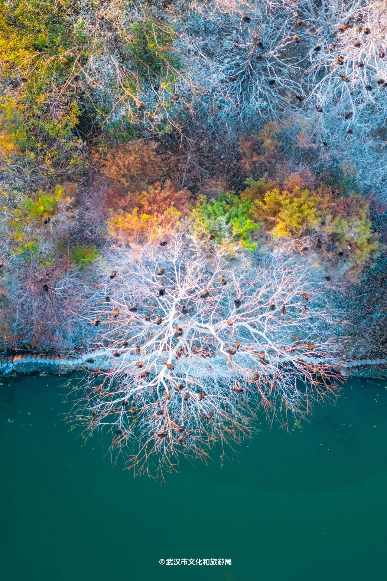 图片[4]-沙漠踏雪，只在武汉，最佳观赏期到了！-AI Express News