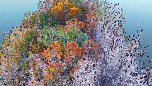 图片[5]-沙漠踏雪，只在武汉，最佳观赏期到了！-AI Express News