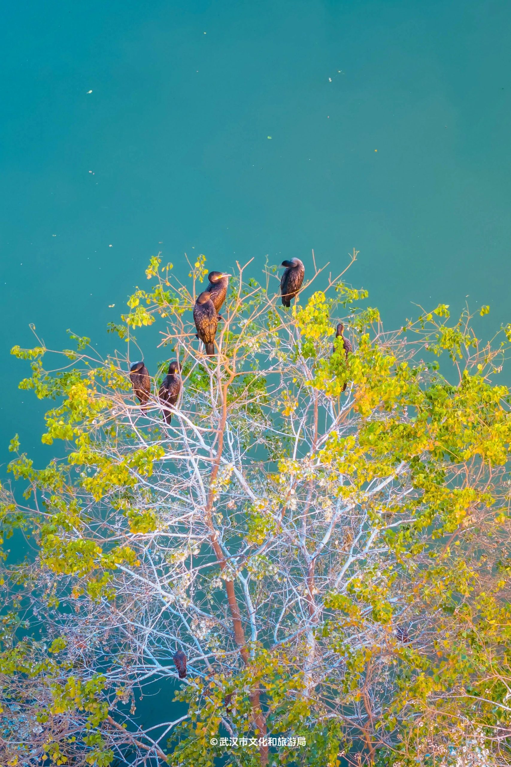 图片[7]-沙漠踏雪，只在武汉，最佳观赏期到了！-AI Express News