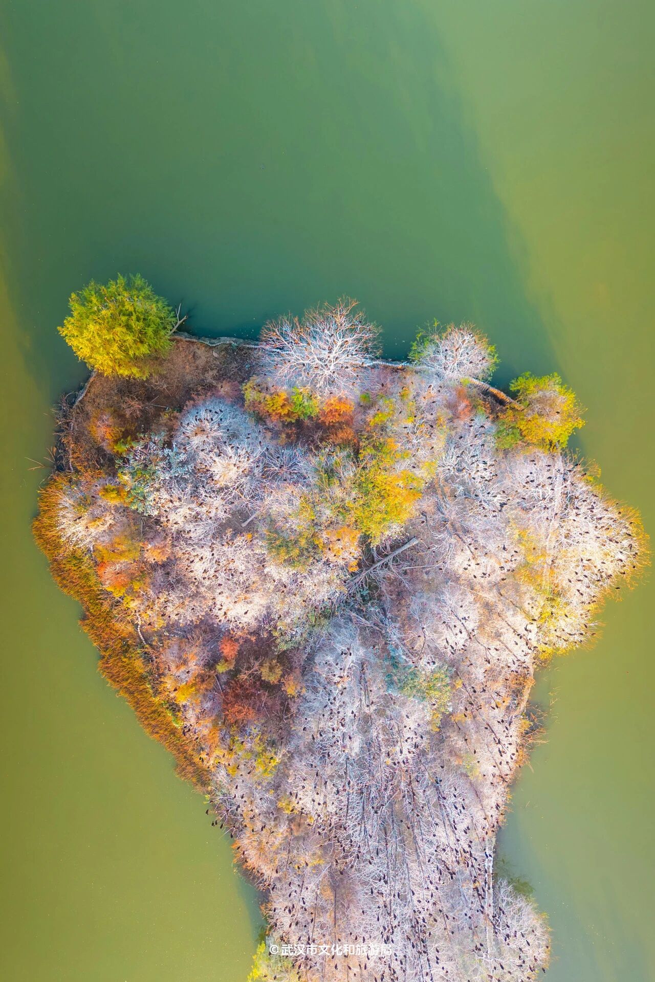 图片[6]-沙漠踏雪，只在武汉，最佳观赏期到了！-AI Express News