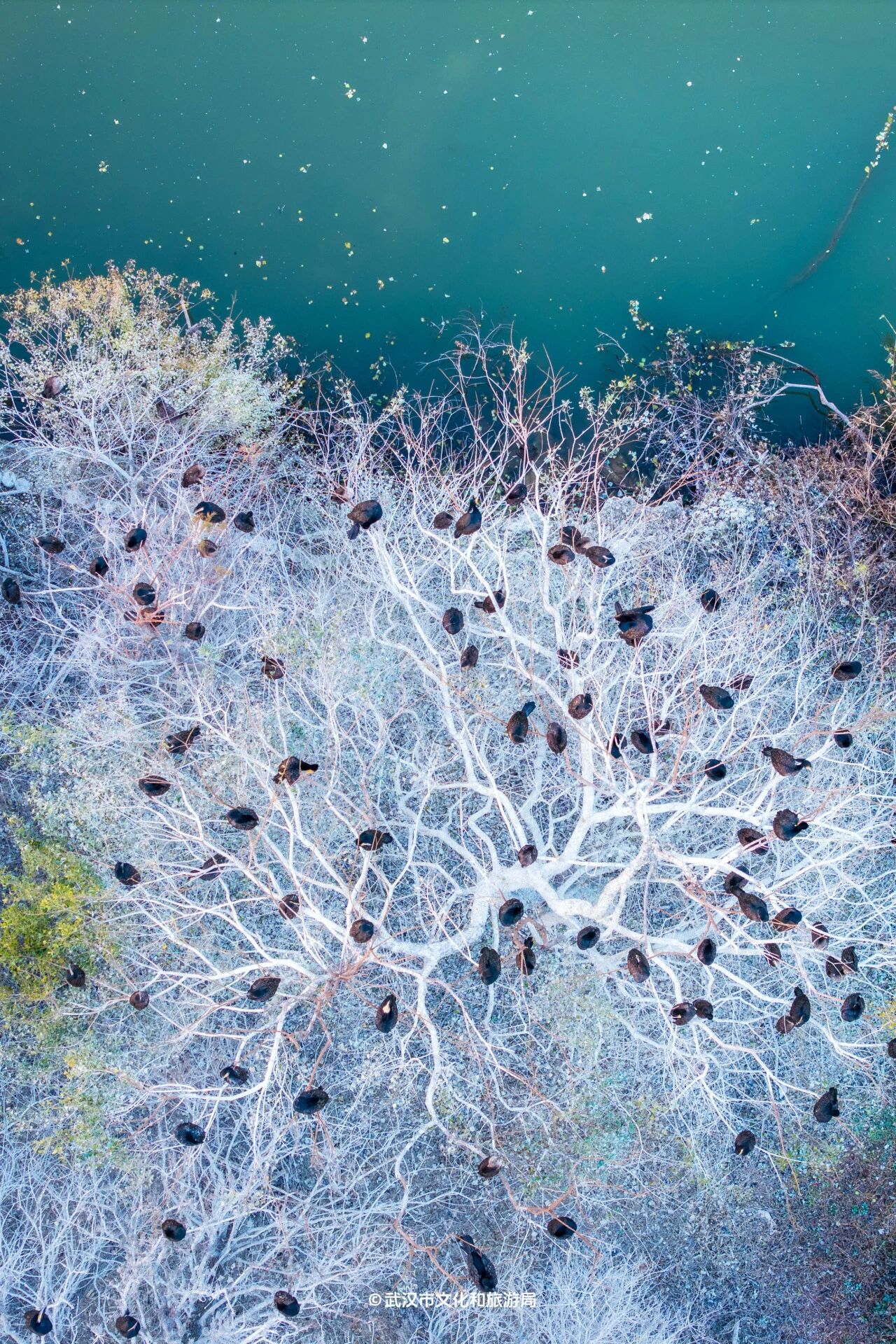 图片[9]-沙漠踏雪，只在武汉，最佳观赏期到了！-AI Express News