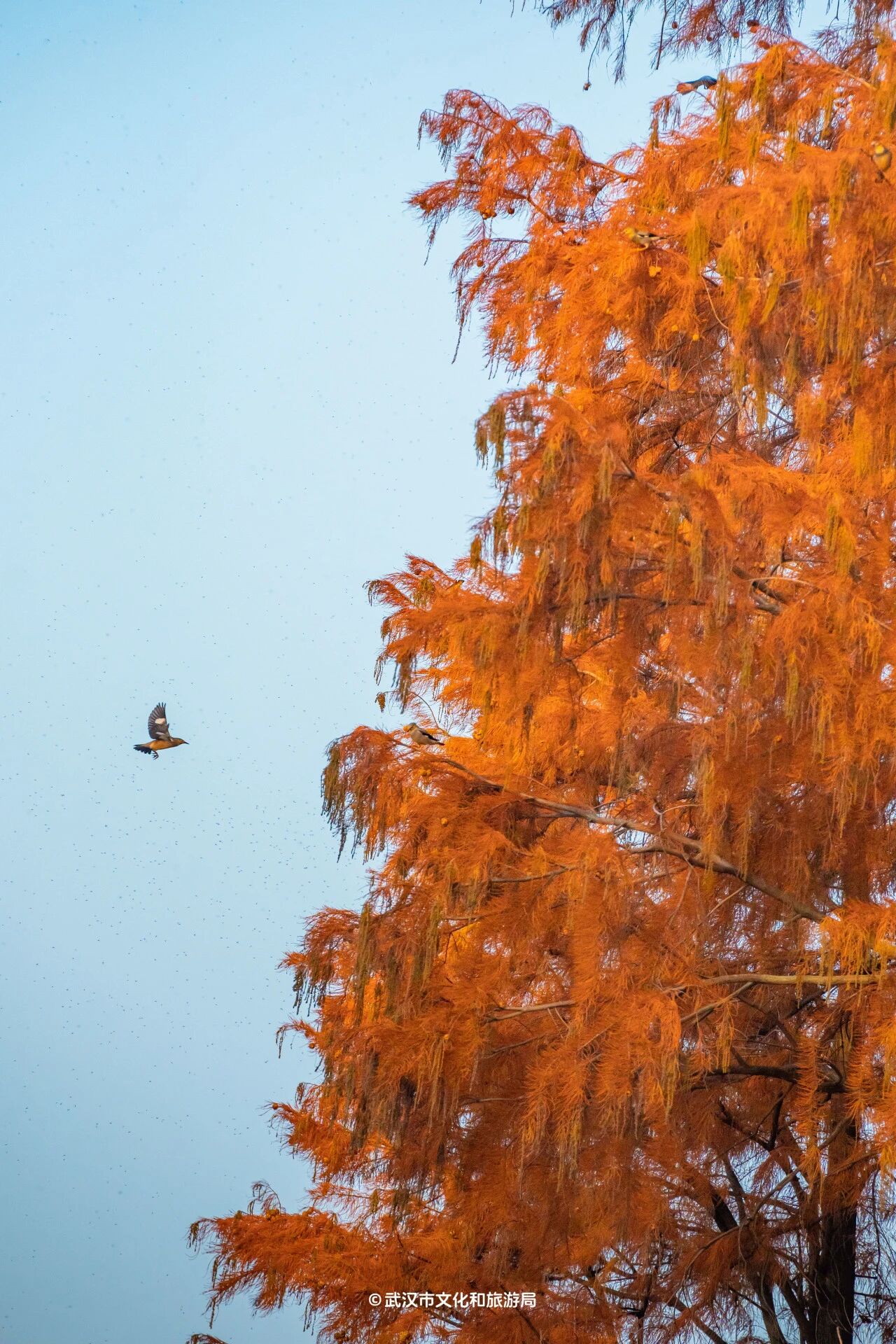 图片[8]-沙漠踏雪，只在武汉，最佳观赏期到了！-AI Express News