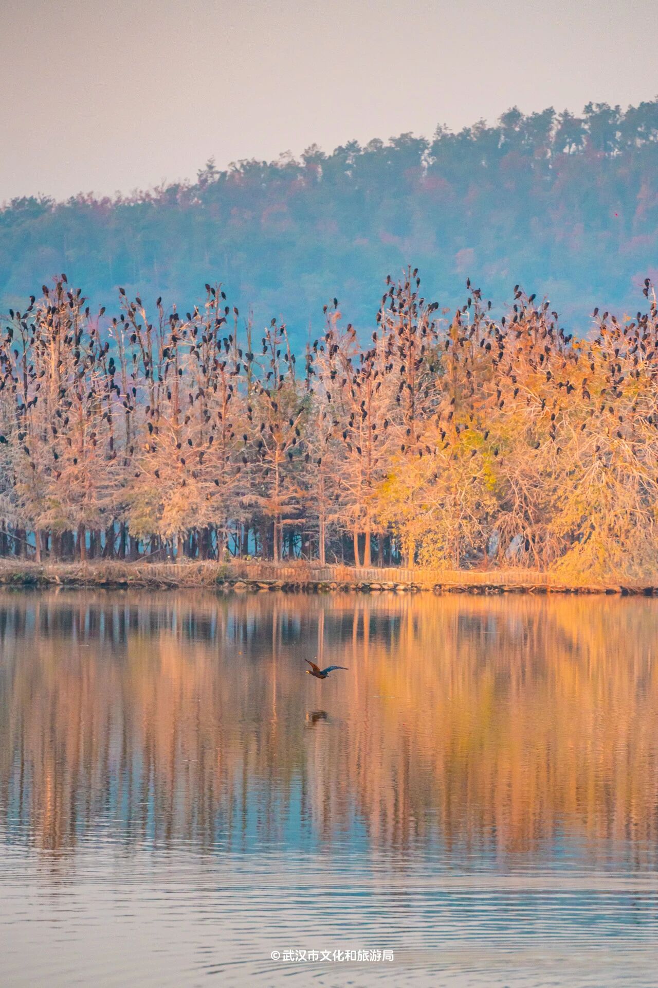 图片[11]-沙漠踏雪，只在武汉，最佳观赏期到了！-AI Express News