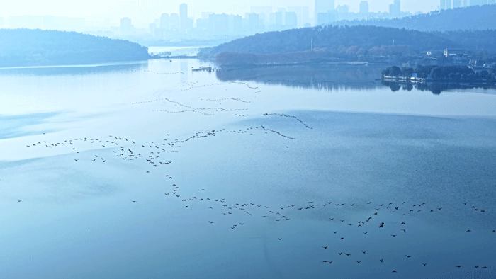 图片[12]-沙漠踏雪，只在武汉，最佳观赏期到了！-AI Express News