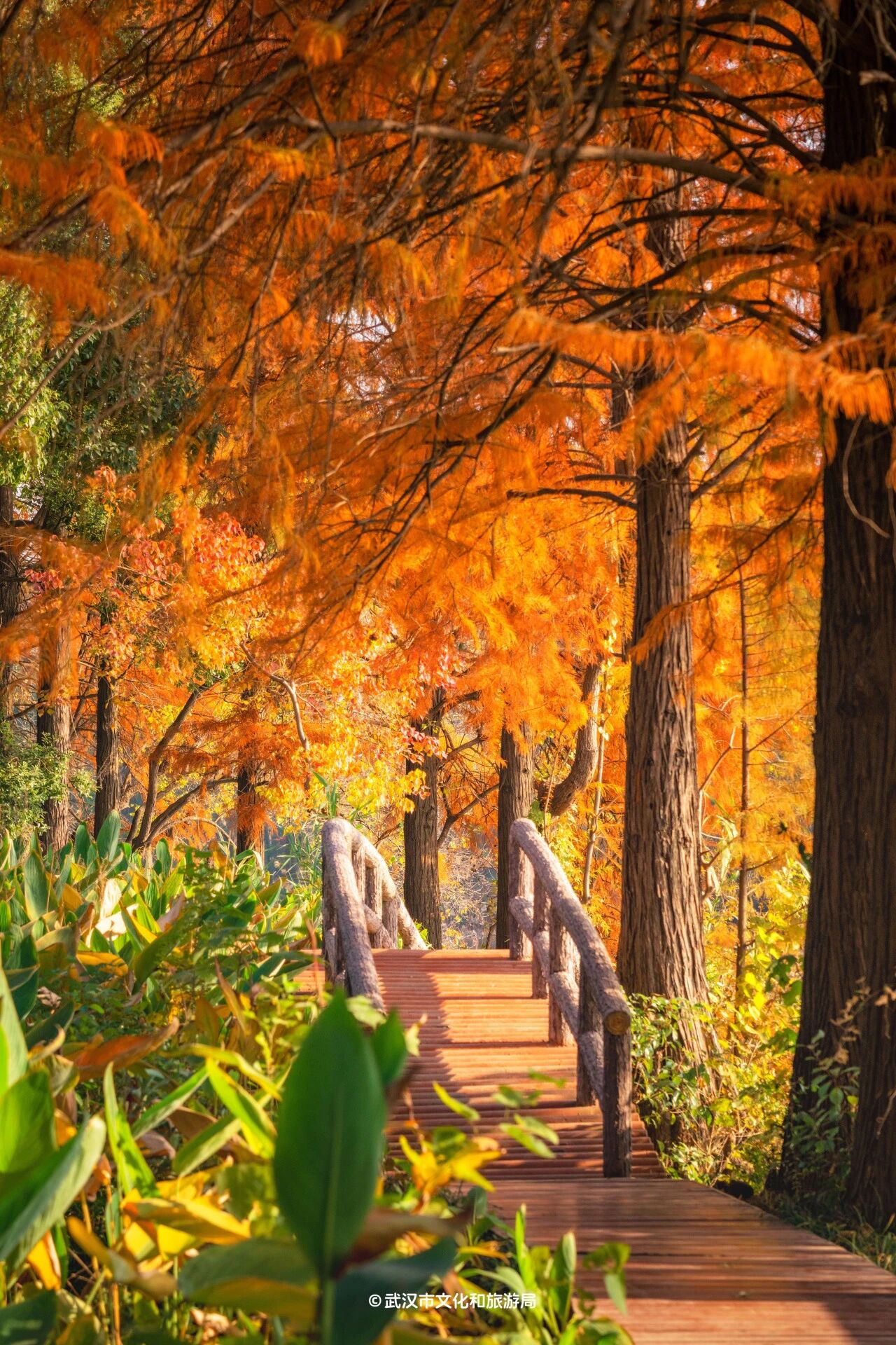 图片[18]-沙漠踏雪，只在武汉，最佳观赏期到了！-AI Express News