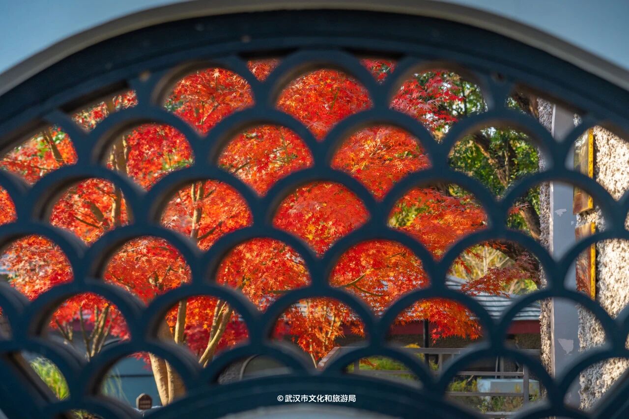 图片[19]-沙漠踏雪，只在武汉，最佳观赏期到了！-AI Express News