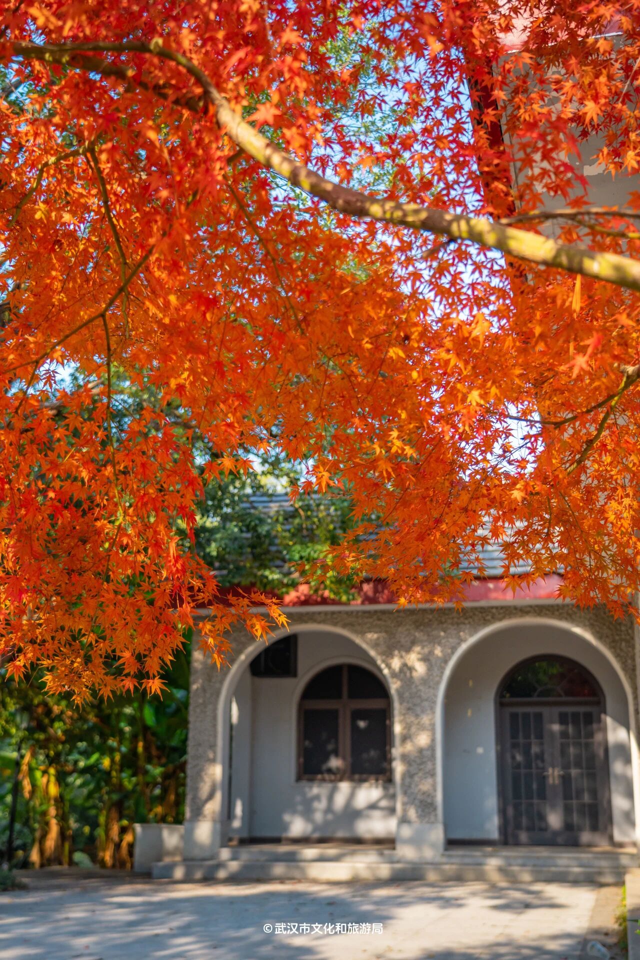 图片[20]-沙漠踏雪，只在武汉，最佳观赏期到了！-AI Express News