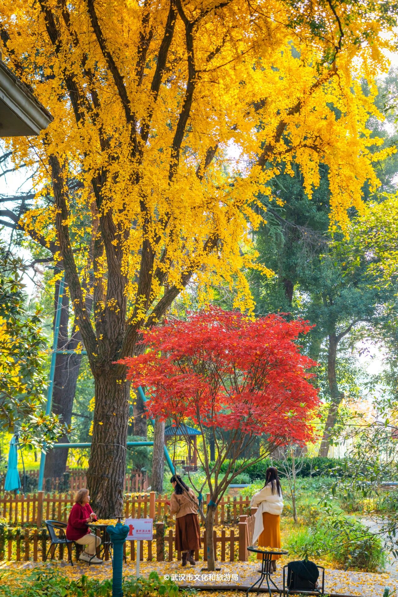 图片[21]-沙漠踏雪，只在武汉，最佳观赏期到了！-AI Express News