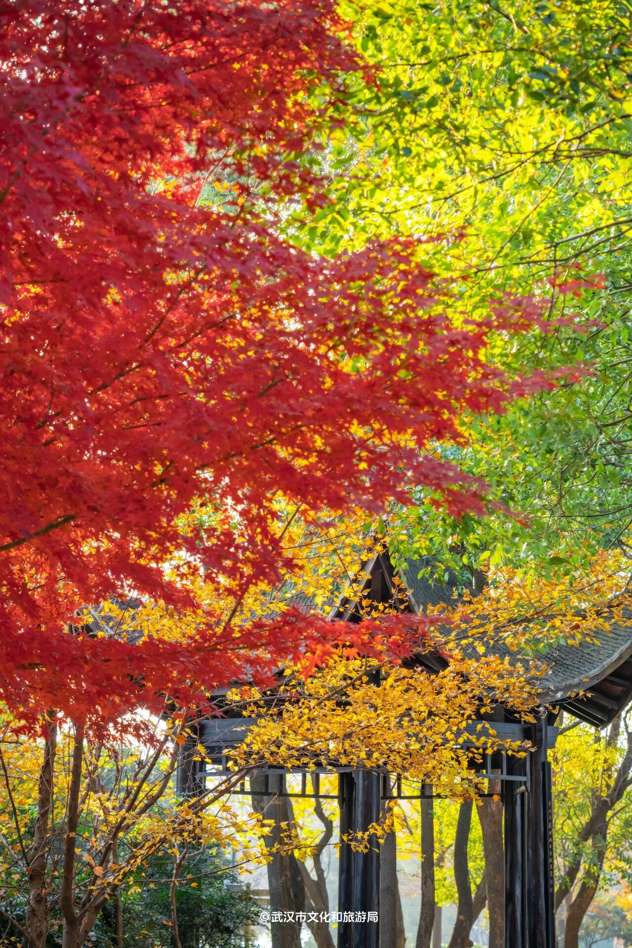 图片[22]-沙漠踏雪，只在武汉，最佳观赏期到了！-AI Express News