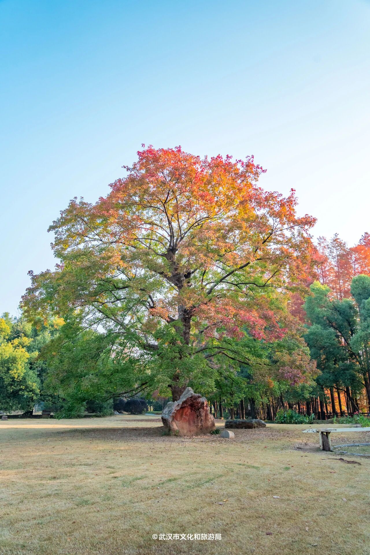 图片[23]-沙漠踏雪，只在武汉，最佳观赏期到了！-AI Express News