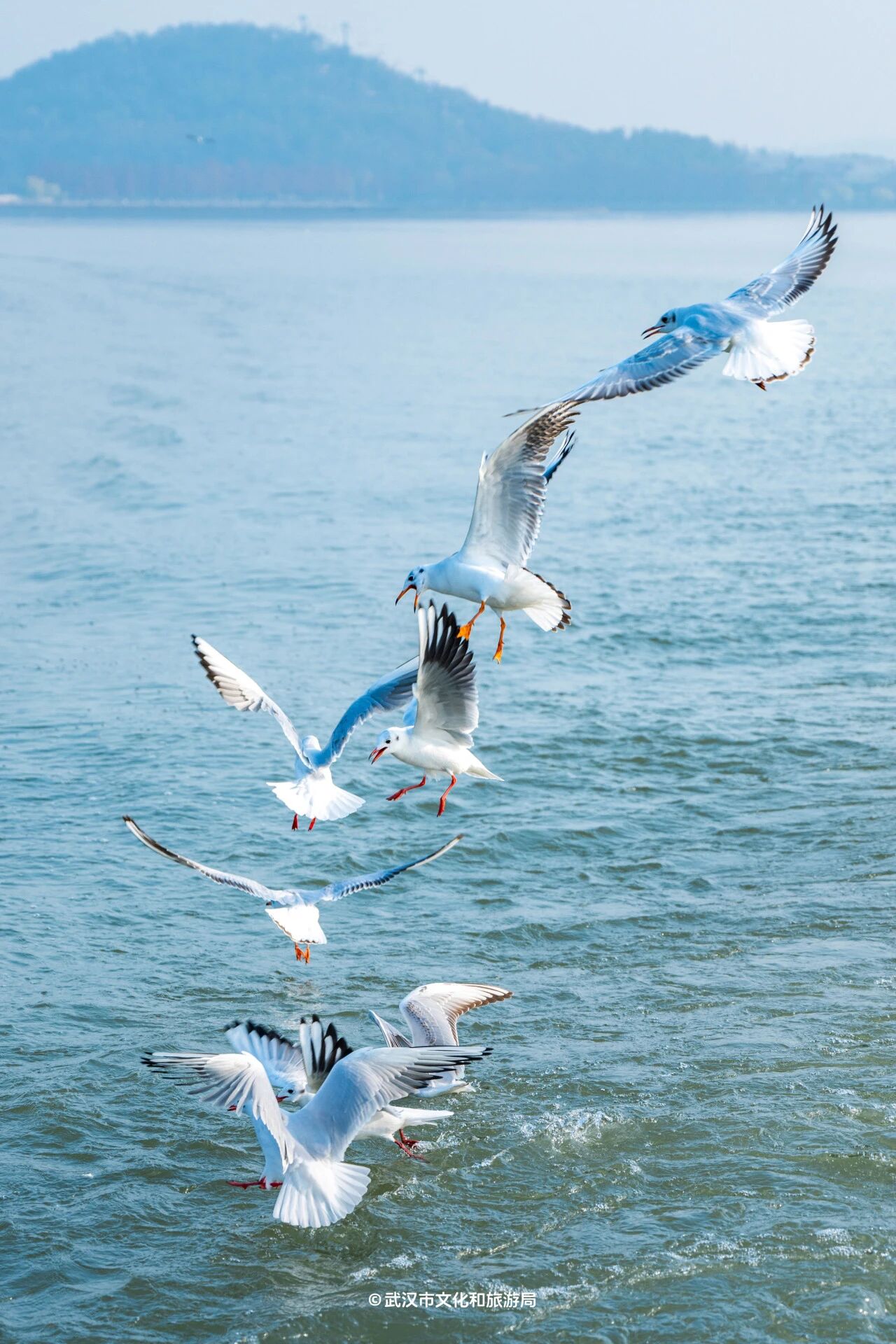 图片[25]-沙漠踏雪，只在武汉，最佳观赏期到了！-AI Express News