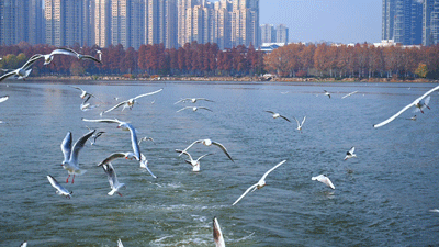 图片[26]-沙漠踏雪，只在武汉，最佳观赏期到了！-AI Express News