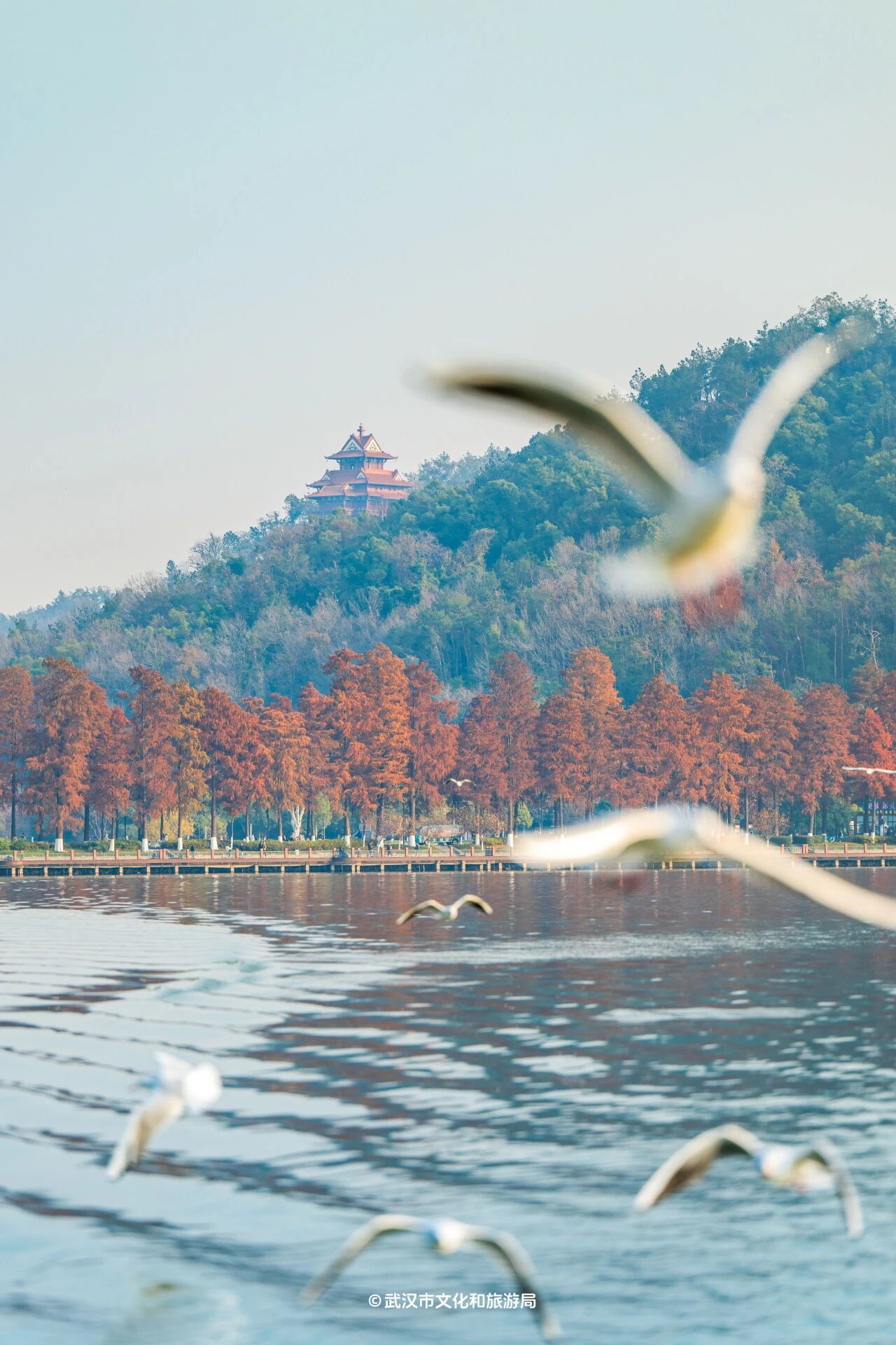 图片[28]-沙漠踏雪，只在武汉，最佳观赏期到了！-AI Express News