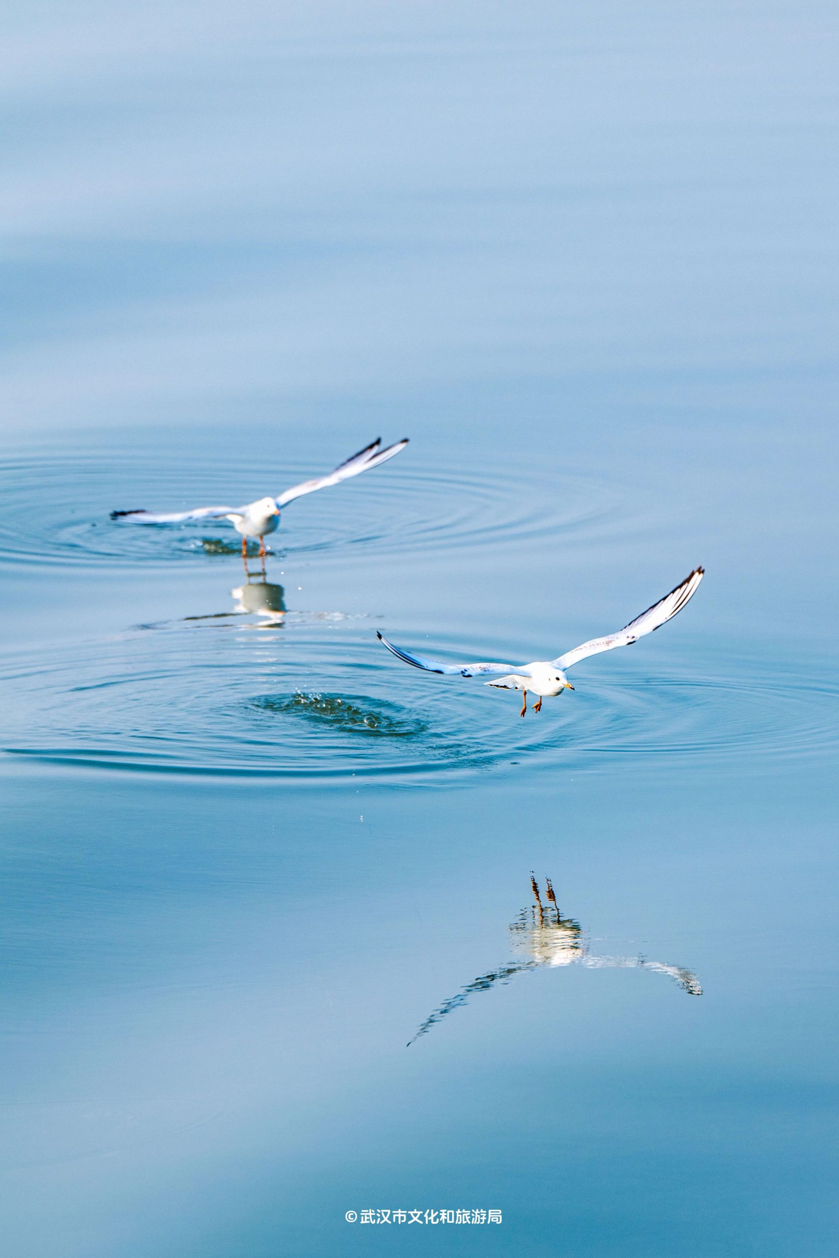 图片[30]-沙漠踏雪，只在武汉，最佳观赏期到了！-AI Express News