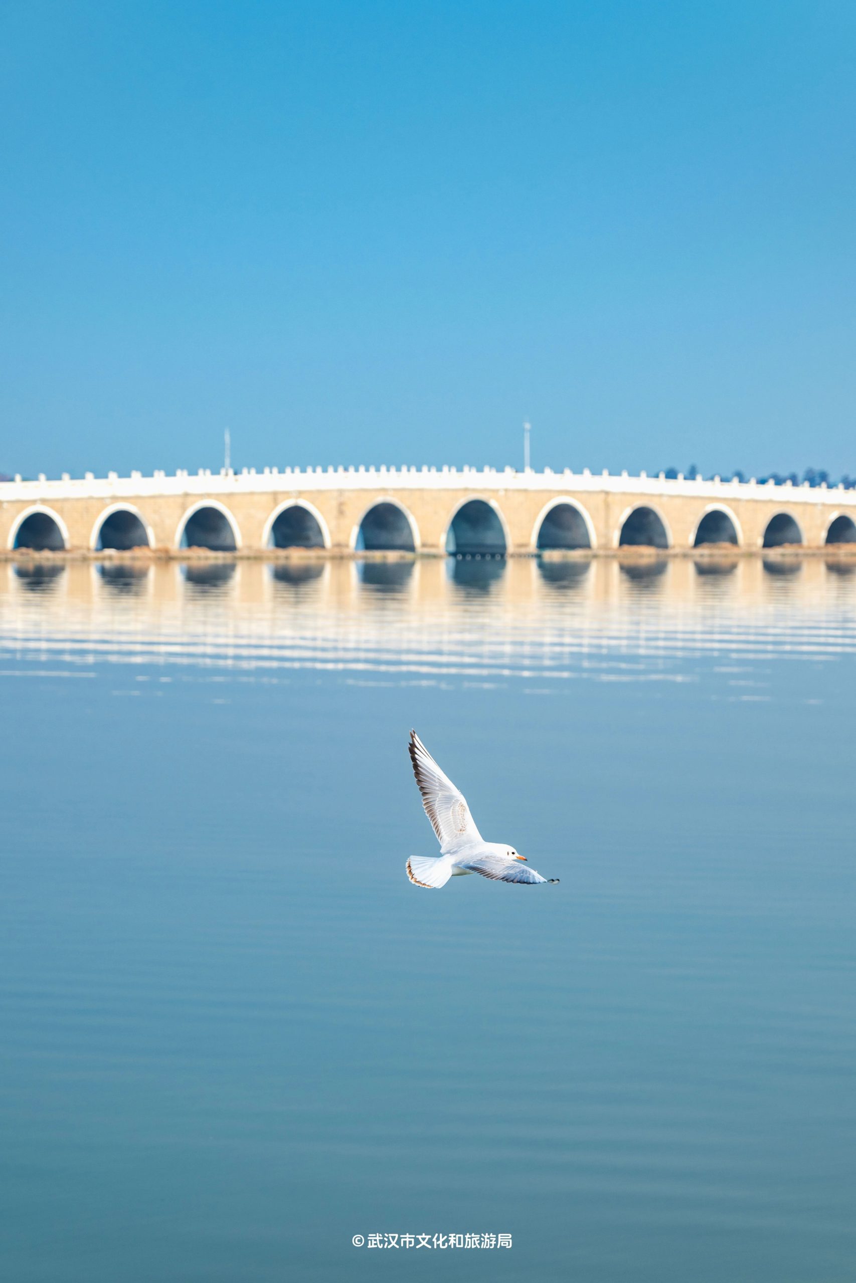 图片[31]-沙漠踏雪，只在武汉，最佳观赏期到了！-AI Express News