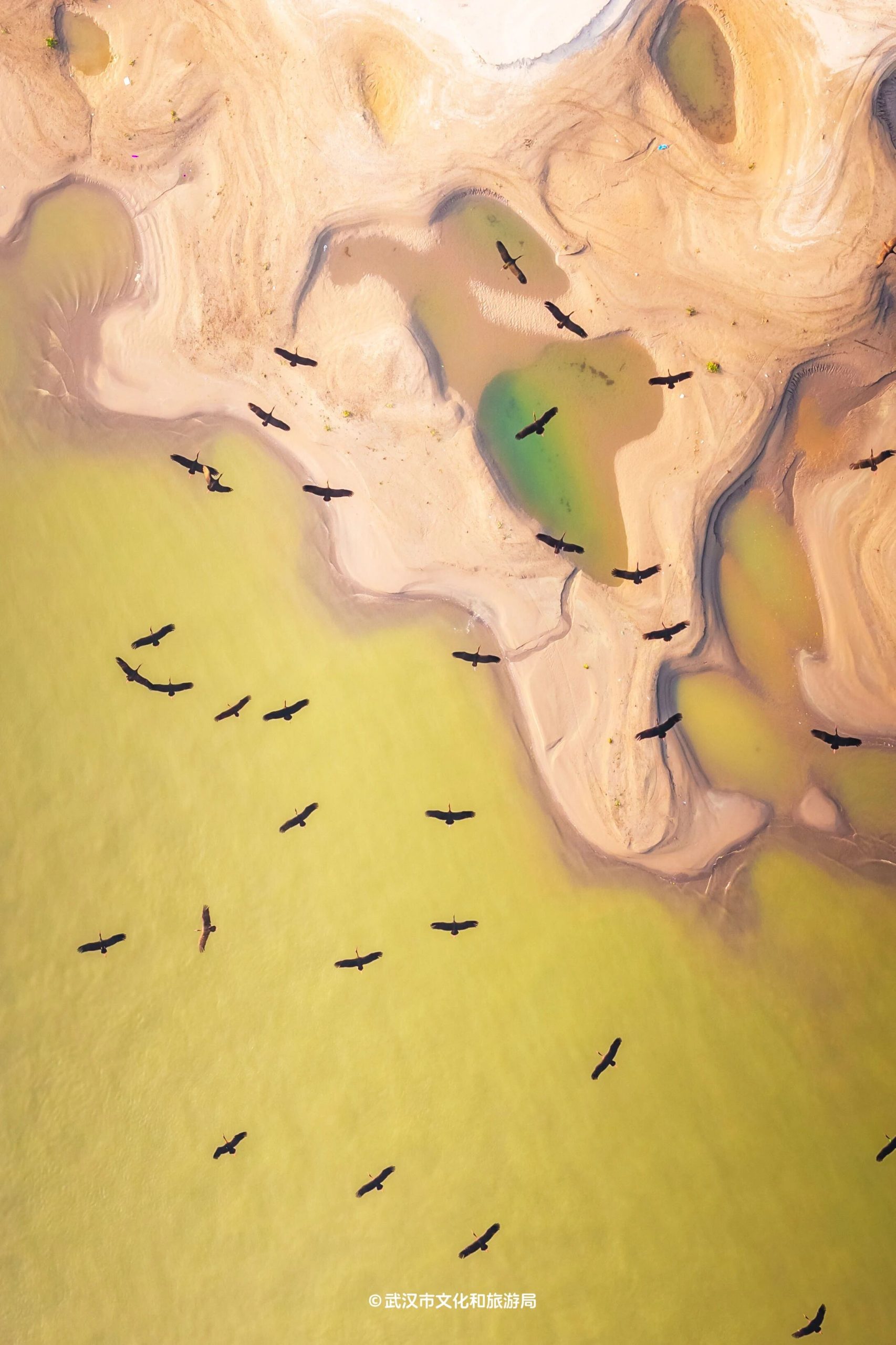 图片[37]-沙漠踏雪，只在武汉，最佳观赏期到了！-AI Express News