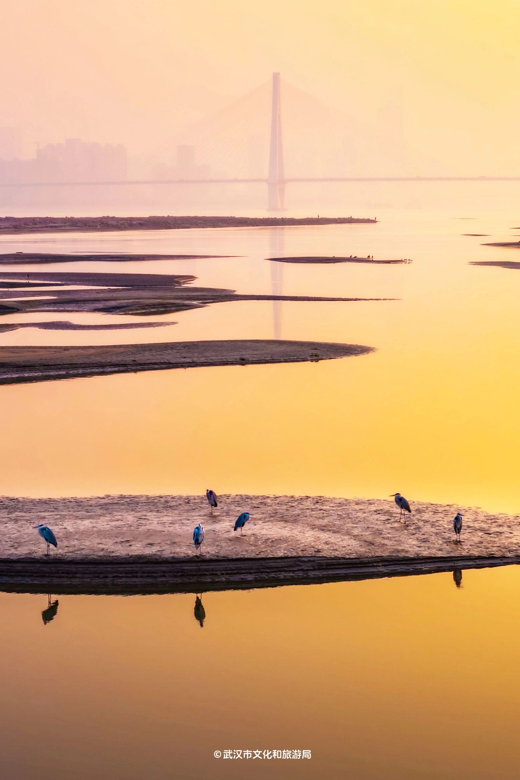 图片[39]-沙漠踏雪，只在武汉，最佳观赏期到了！-AI Express News