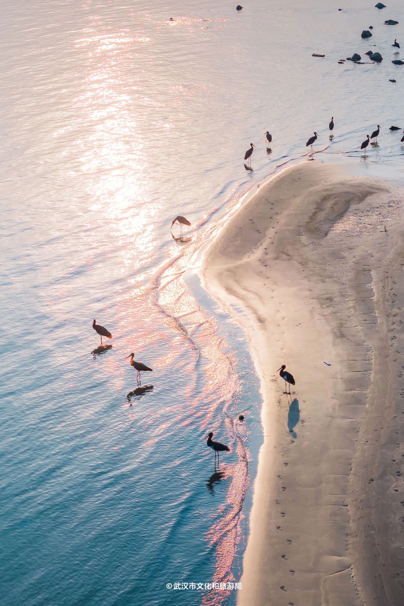 图片[41]-沙漠踏雪，只在武汉，最佳观赏期到了！-AI Express News