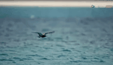 图片[14]-不愧是孩子必看的5部神级纪录片，知识暴涨，格局炸裂！-AI Express News