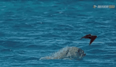 图片[15]-不愧是孩子必看的5部神级纪录片，知识暴涨，格局炸裂！-AI Express News