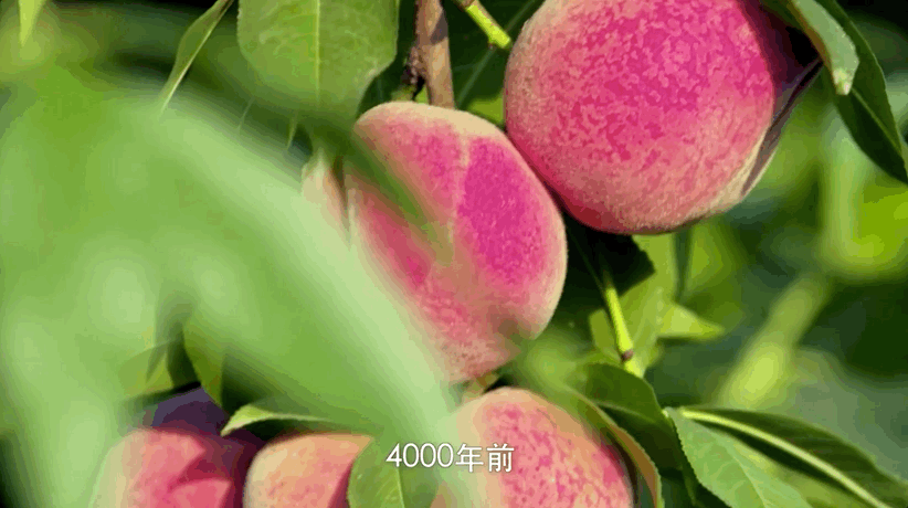 图片[23]-不愧是孩子必看的5部神级纪录片，知识暴涨，格局炸裂！-AI Express News