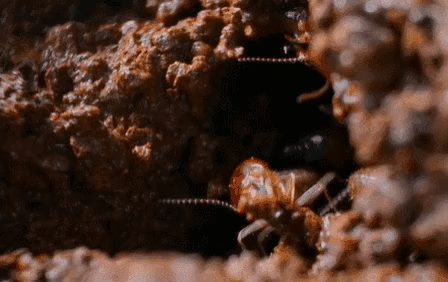 图片[28]-不愧是孩子必看的5部神级纪录片，知识暴涨，格局炸裂！-AI Express News