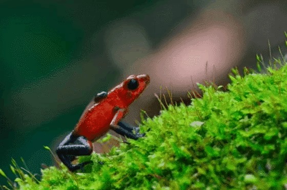 图片[31]-不愧是孩子必看的5部神级纪录片，知识暴涨，格局炸裂！-AI Express News