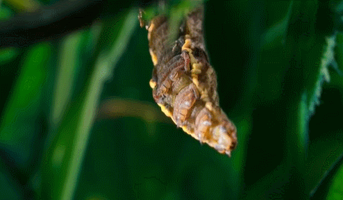 图片[35]-不愧是孩子必看的5部神级纪录片，知识暴涨，格局炸裂！-AI Express News