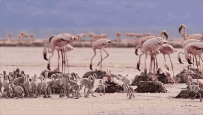 图片[51]-不愧是孩子必看的5部神级纪录片，知识暴涨，格局炸裂！-AI Express News