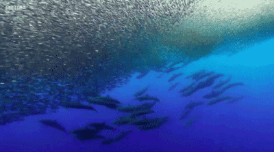 图片[56]-不愧是孩子必看的5部神级纪录片，知识暴涨，格局炸裂！-AI Express News