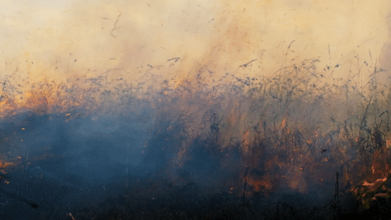 图片[57]-不愧是孩子必看的5部神级纪录片，知识暴涨，格局炸裂！-AI Express News