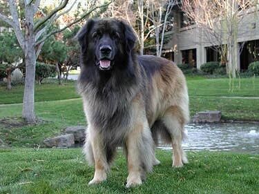 图片[8]-布林坦承谷歌低估Transformer，“还被OpenAI挖走了Ilya”-AI Express News