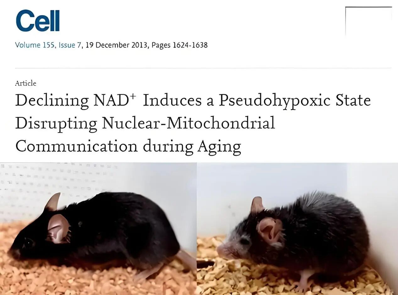 图片[3]-富人将会“青春常驻”？哈佛时间科技走俏，超8成买家实力惊人-AI Express News