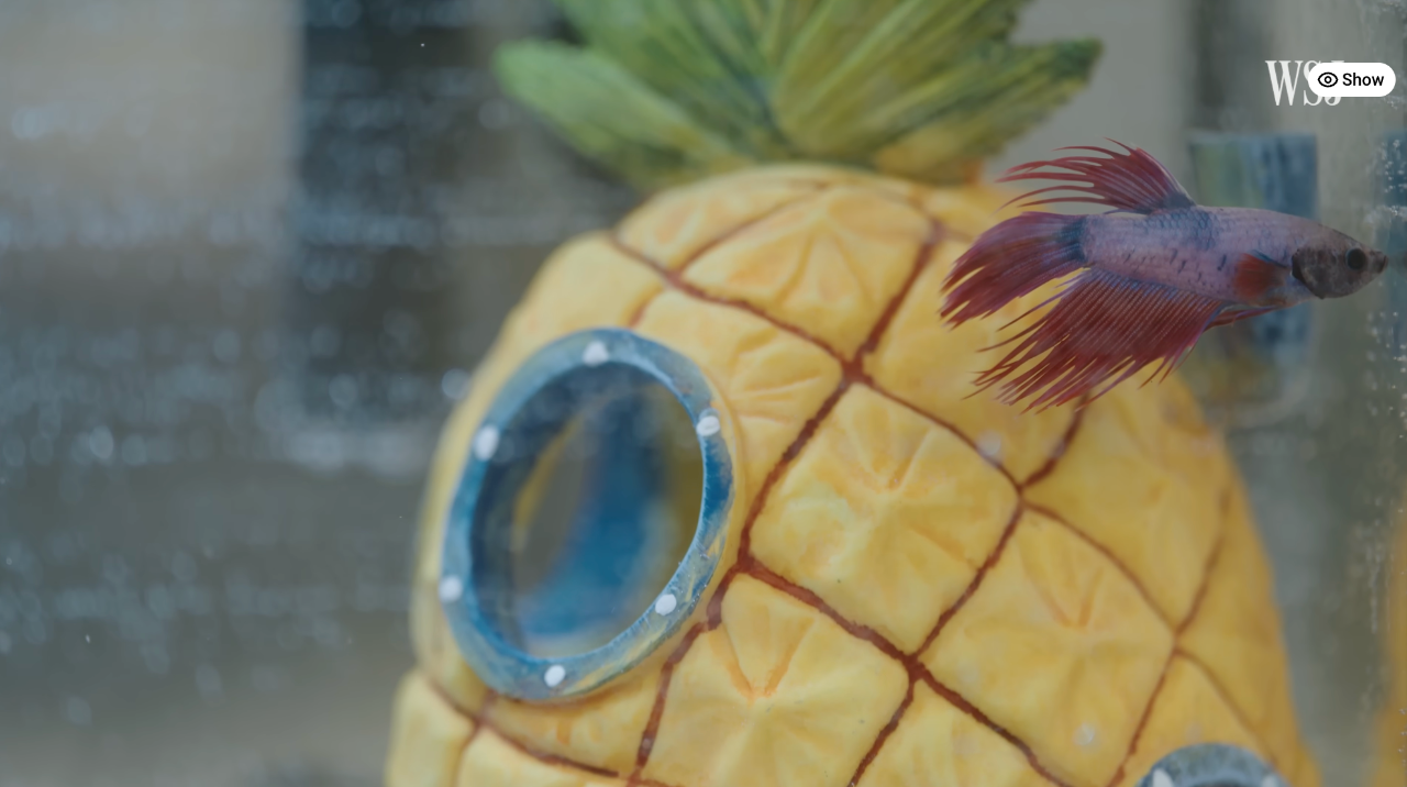 图片[23]-Claude二次创业实录：明面上买PS5搞破产，背地里差点倒卖洋葱去坐牢-AI Express News