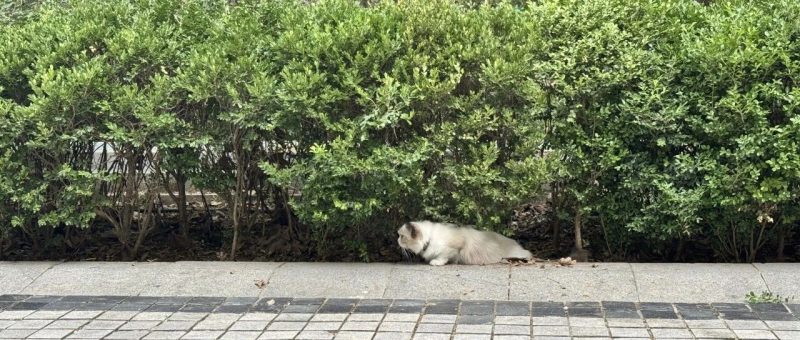 智能简史：智能的五次突破-AI Express News