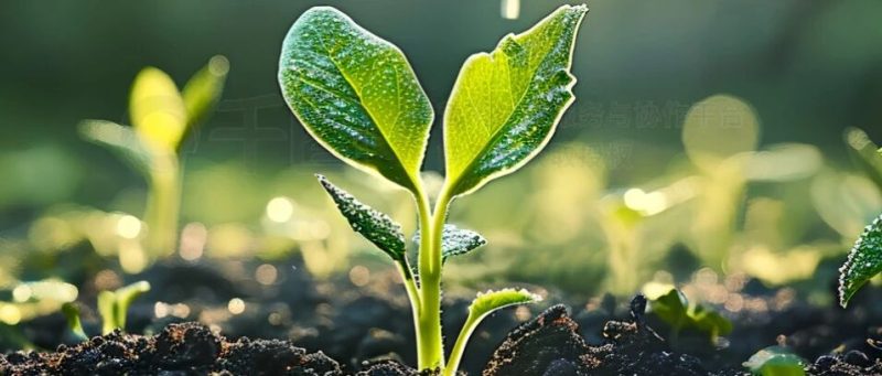 致小微创业者：我们为何笃定，扎根小微企业赛道-AI Express News