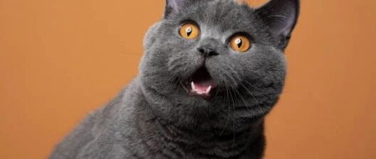 Anthropic突然封禁第三方工具调用Claude，Cursor、OpenCode、xAI 集体“中枪”！项目做到一半突遭中断，官方解释是“误伤”？-AI Express News