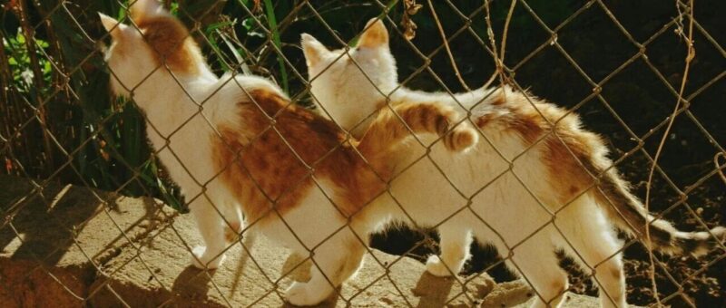 推荐圈的 “GPT 时刻” 终于来了-AI Express News