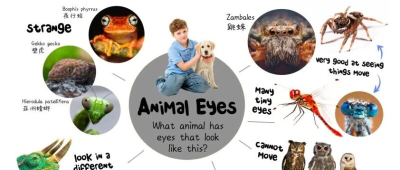 有这套RAZ思维导图，之前读不懂的地方全理顺了！-AI Express News