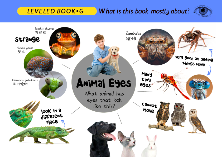 图片[13]-有这套RAZ思维导图，之前读不懂的地方全理顺了！-AI Express News