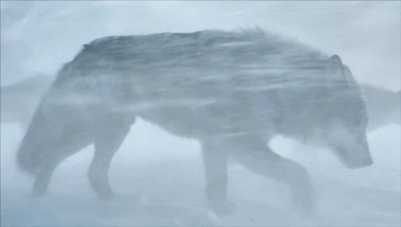 图片[1]-57.1%的人分不清真假！Runway新视频模型太爆炸-AI Express News