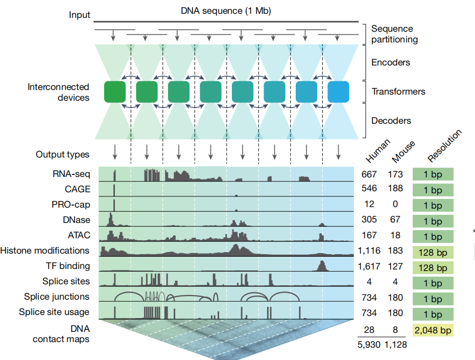 图片[4]-Nature最新封面：谷歌Alpha系列新成员，“秒懂”生命终极蓝图！-AI Express News