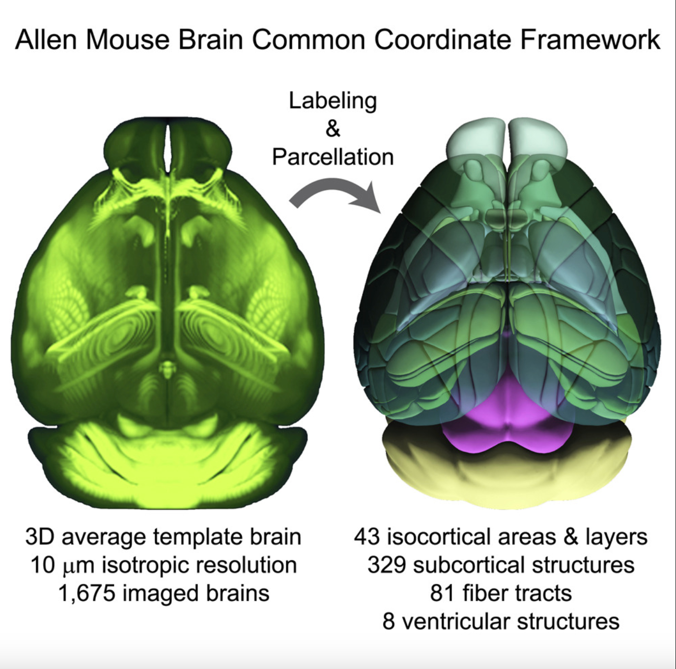 图片[2]-人类画了100年的脑图，AI仅用几小时！还绘制出新脑区-AI Express News