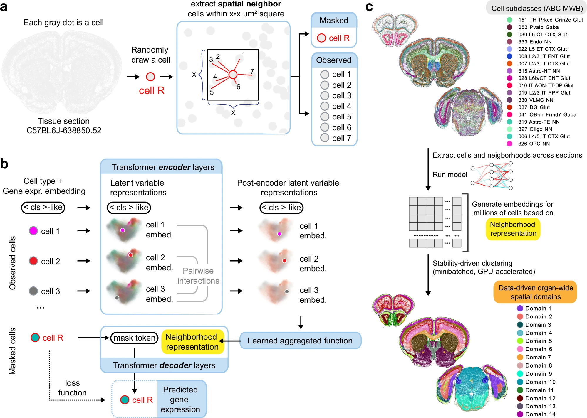 图片[3]-人类画了100年的脑图，AI仅用几小时！还绘制出新脑区-AI Express News