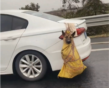 图片[17]-放下手中的瓜子，迎接开工的富贵-AI Express News