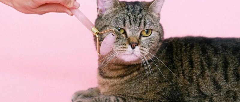 养虾不求人？OpenClaw实战指南来了！-AI Express News