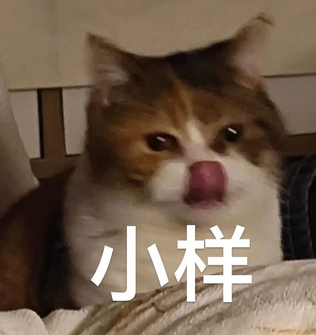 飞书文档 - 图片