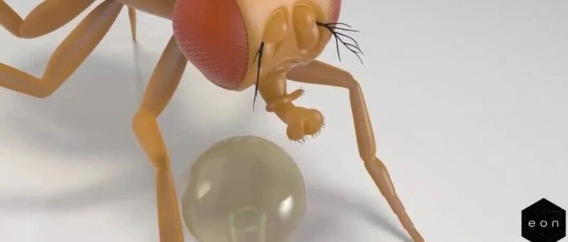 第一次，人类「上传」了一个大脑，并让它在虚拟世界活了起来-AI Express News